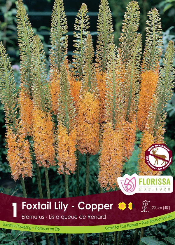 Eremurus Copper - 1 bulb
