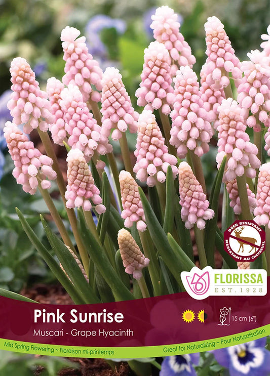 Muscari Pink Sunrise-5 bulbs