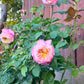 Living the Dream™ Grandiflora  - Bare Roots