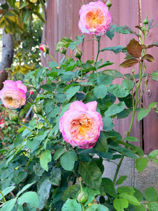 Living the Dream™ Grandiflora  - Bare Roots