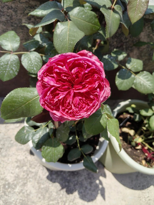 Loves Me, Loves Me Not - Bare Roots