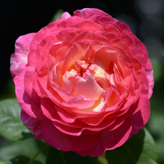 Madame de Stael Rose Blooming | 