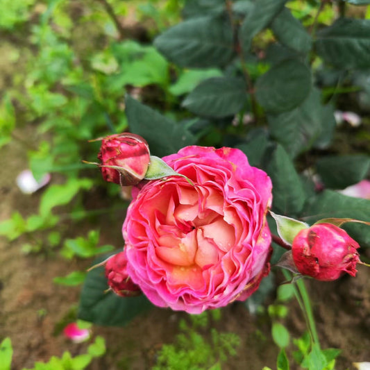 Madame de Stael Rose close shot