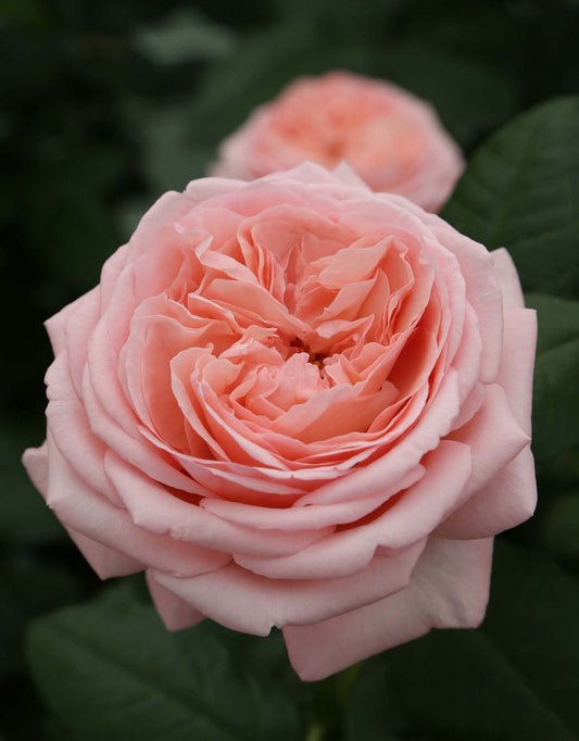 Martha Stewart™-Potted Rose – Ready to Ship