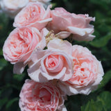 Maxima Romantica Meilland Rose Bushes