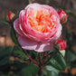 Martha Stewart - Bare Roots