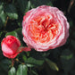 Martha Stewart - Bare Roots