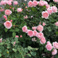 Nahema® Climbing Rose DELeri 娜盒玛