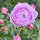 海洋之心  Nautica® Rose close shot | Lavender rose