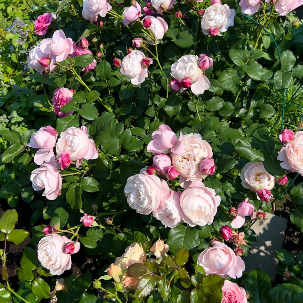 Plume Japanses Rose Blooming