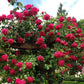 Pretty In Pink Eden rose on arbours