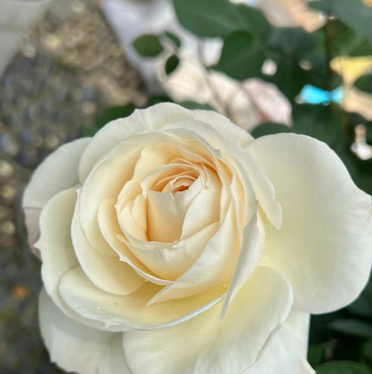 Princesse Astrid de Belgique Rose white rose close shot