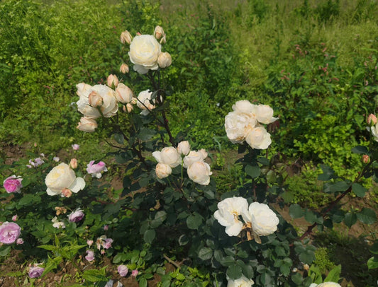 Princesse Astrid de Belgique Rose bushes