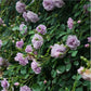 Rainy Blue Rose close shot 蓝色阴雨 Lilac rose