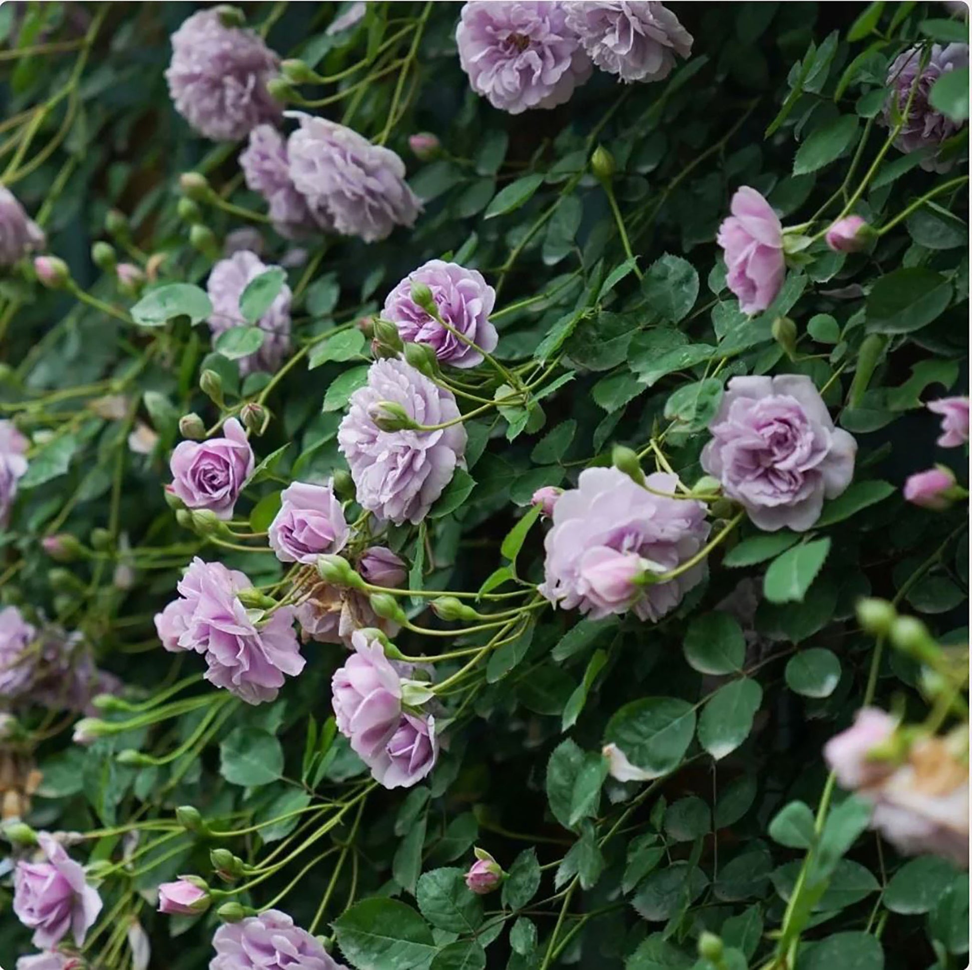 Rainy Blue Rose close shot 蓝色阴雨 Lilac rose