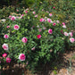 Raspberry Cupcake - Bare Roots