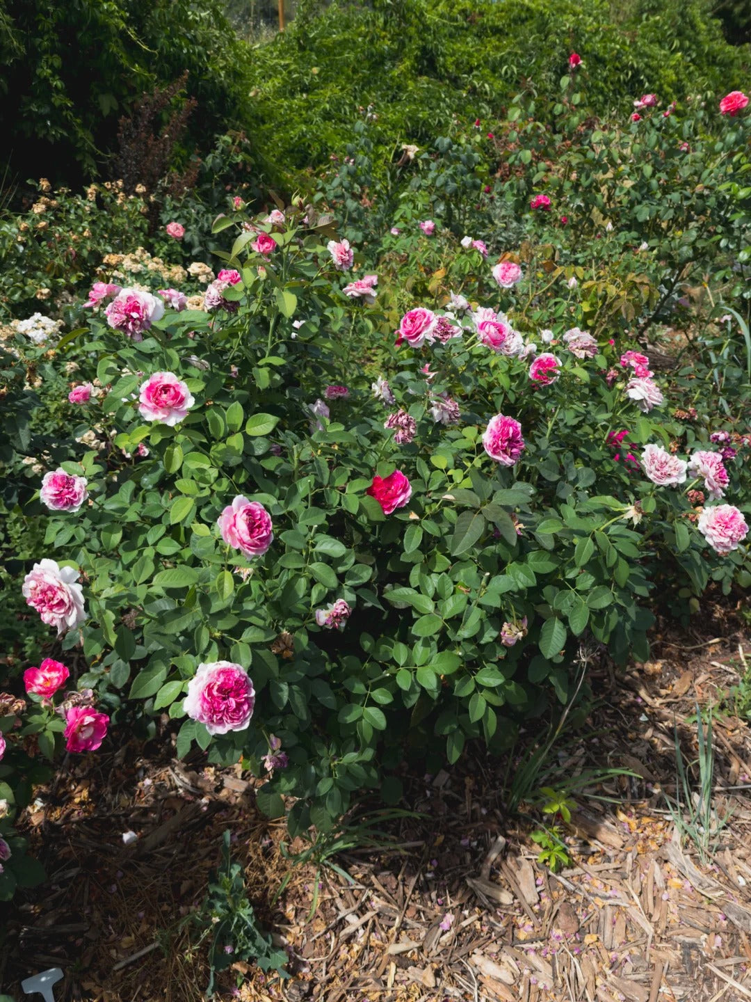 Raspberry Cupcake - Bare Roots