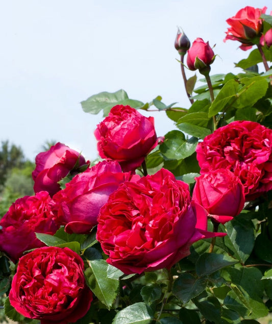Red Eden Climber Blooming in Canada