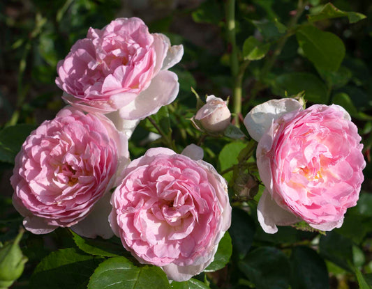 Romantica Ball Gown Rose in bushes