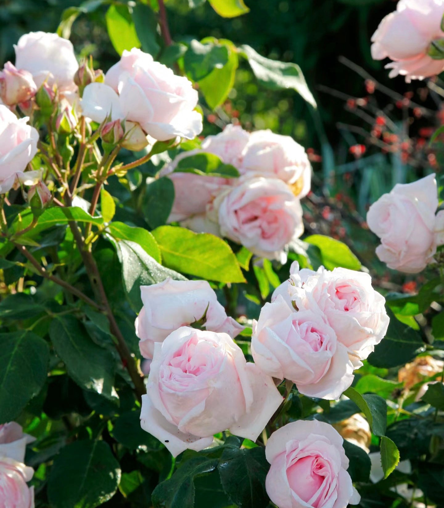 Rosa PETIT TRIANON ® Meigideon blooming