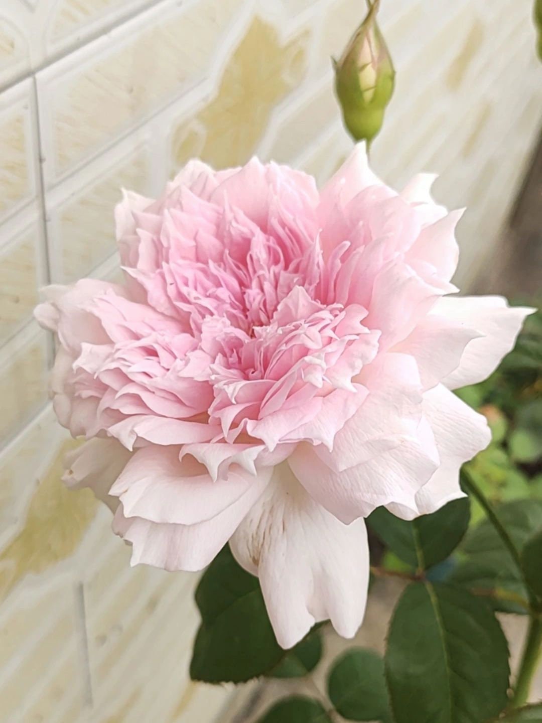 Ajourée Rose 镂刻(镂空) -Pre Order 2026