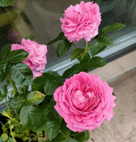 Rose Anuschka® in bushes