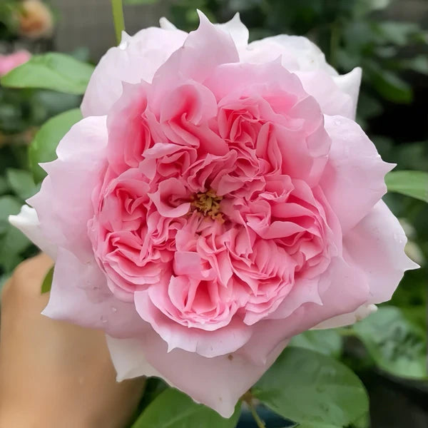 Schone Maid Rose 美少女-Potted Rose-Ship in June