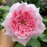 Schone Maid Rose 美少女-Potted Rose-Ship in June
