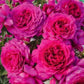 Light Years Away-Potted Rose – Ready to Ship