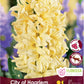 Hyacinth City of Haarlem - 4 bulbs