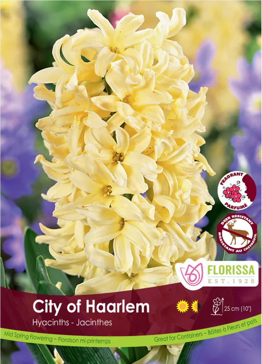 Hyacinth City of Haarlem-4 bulbs