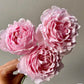 Sophie Rochas Rose pink rose close shot