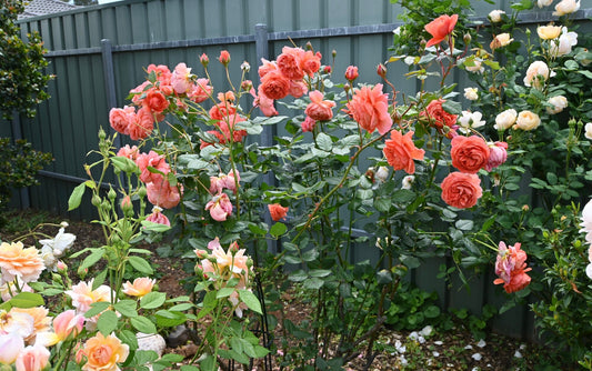 Summer Song Rose  bushes David Austin 