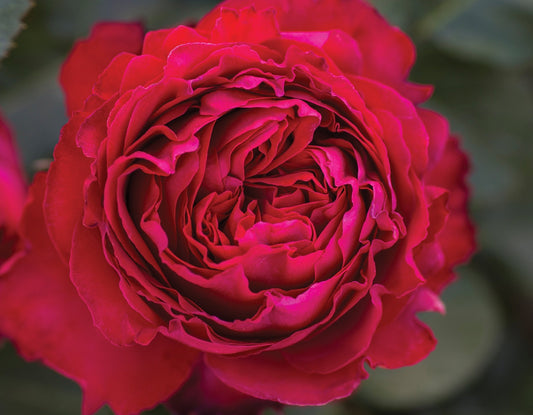 Traviata Rose close shoot | blooming