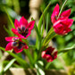 Tulip Little Beauty - 10 bulbs