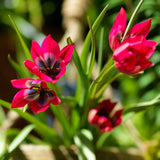 Tulip Little Beauty - 10 bulbs