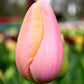 Tulip Menton - 6 bulbs