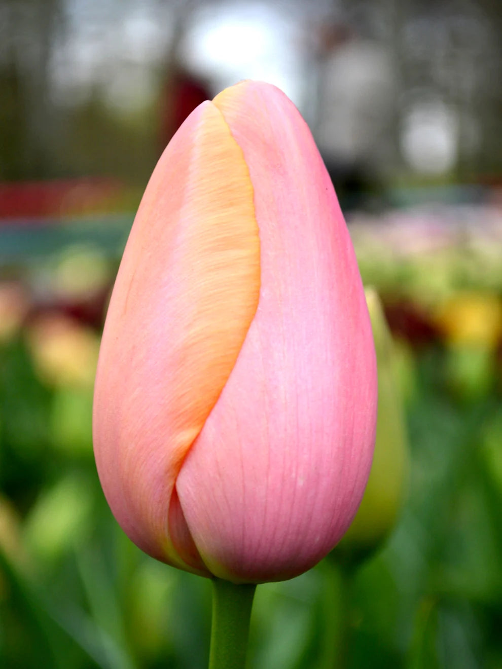 Tulip Menton - 6 bulbs