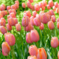 Tulip Menton - 6 bulbs