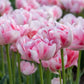 Tulip Finola -12 bulbs