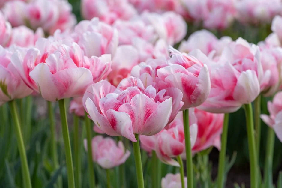 Tulip Finola -12 bulbs