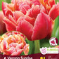 Tulip Verona Sunrise -6 bulbs