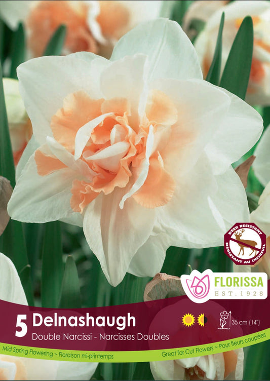 Narcissus Double-Delnashaugh