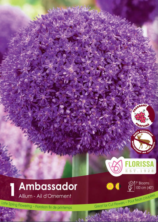 Allium-Ambassador