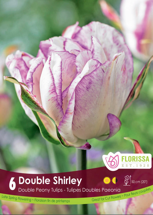 Tulip Double Late-Double Shirly