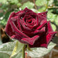 Black Baccara - Bare Roots