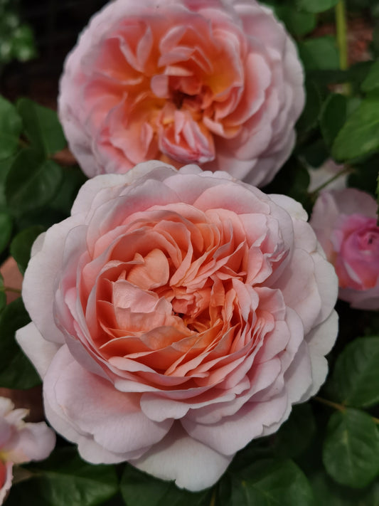 Eustacia Vye-Potted Rose-Ship in June