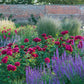 DARCEY BUSSELL™-Potted Rose-Ship in June