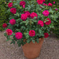 DARCEY BUSSELL™-Potted Rose-Ship in June