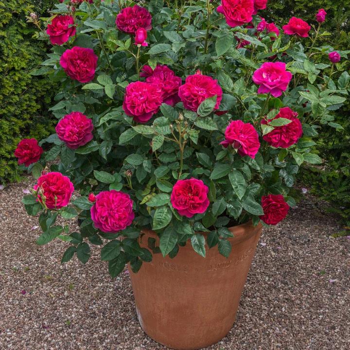 DARCEY BUSSELL™-Potted Rose-Ship in June